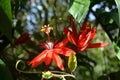 Passiflora vitifolia ÃÂ¢Ã¢âÂ¬Ã¢â¬Å red Perfumed Passionflower in Costa Rica